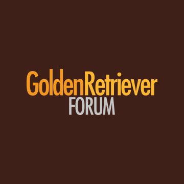 forum golden retrievers|golden retriever forum breeders.